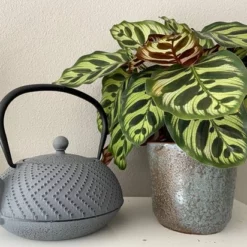 Bredemeijer Theepot Fujian 1.2L Met Filter Warm Grijs -Maxwell & Williams winkel 550x412 16